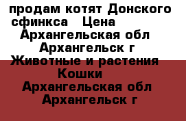 продам котят Донского сфинкса › Цена ­ 10 000 - Архангельская обл., Архангельск г. Животные и растения » Кошки   . Архангельская обл.,Архангельск г.